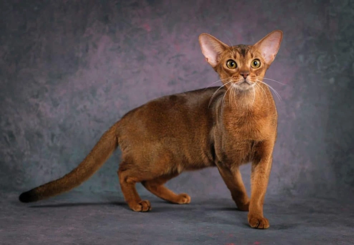 Abyssinian cat