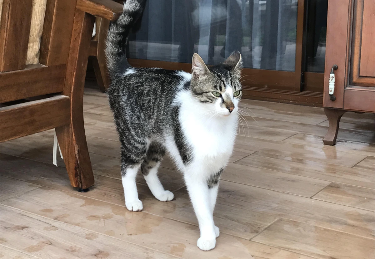 Aegean cat