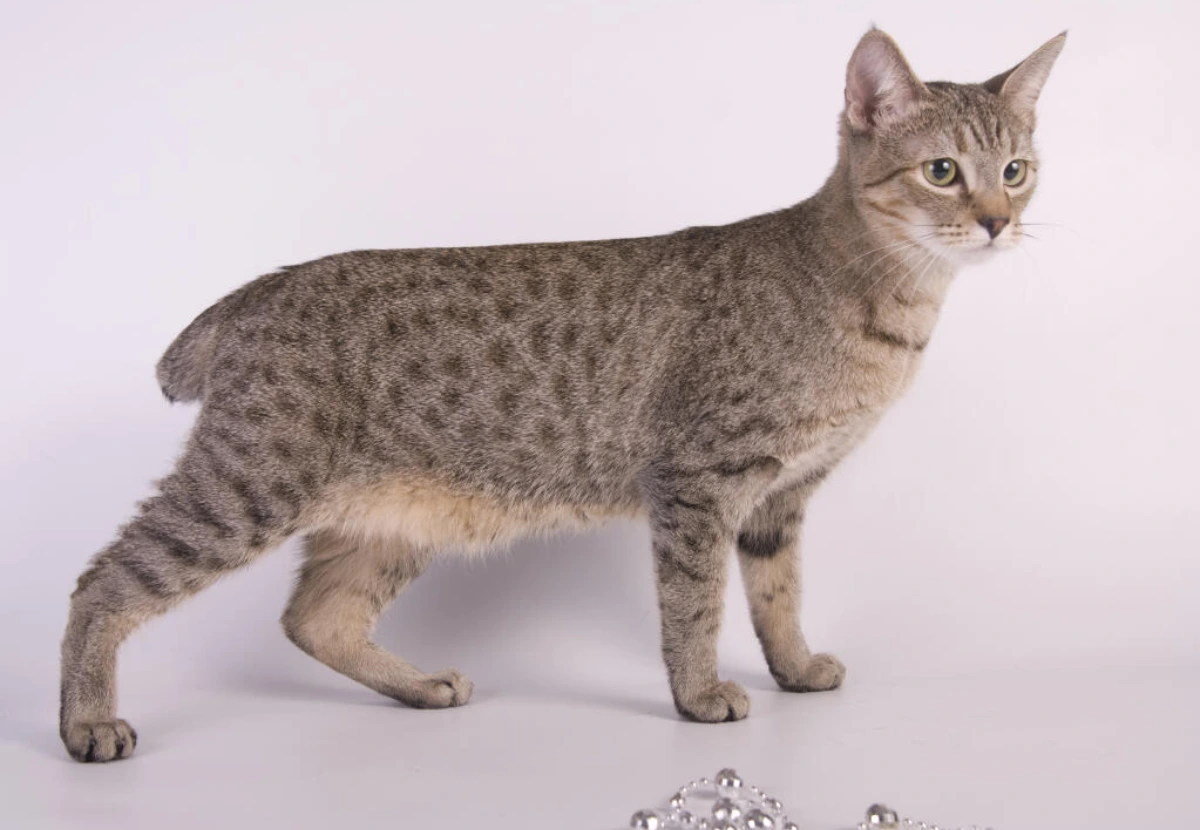 American Bobtail Shorthair cat