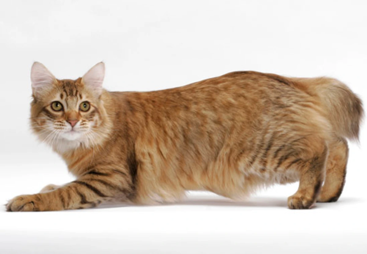 American Bobtail cat