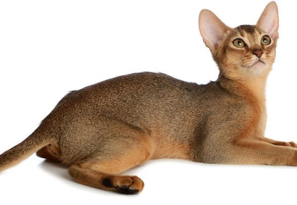American Satin cat