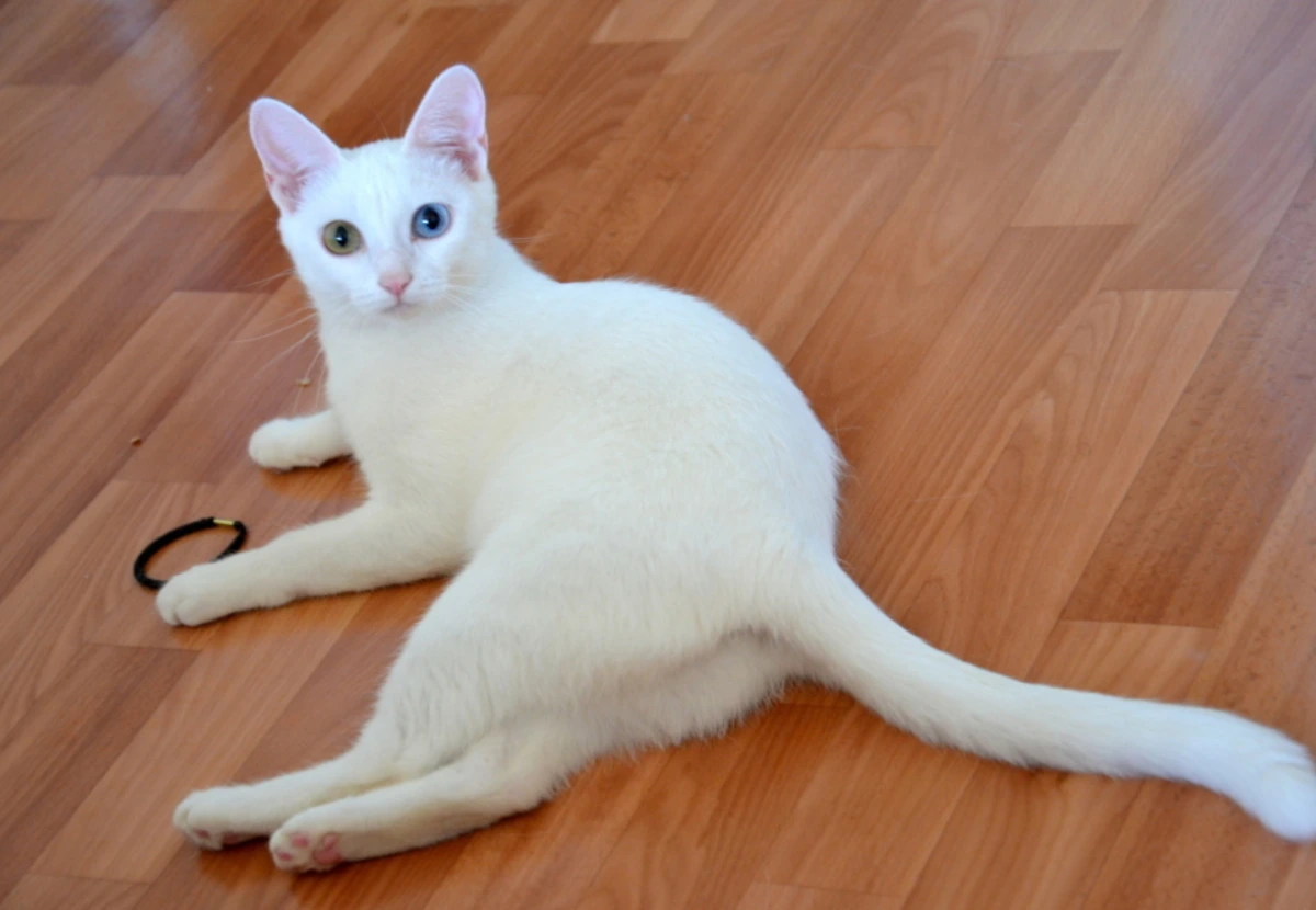 Anatoli cat