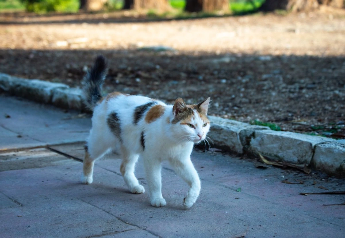 Aphrodite’s Giant cat