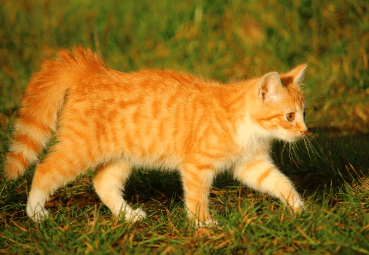 Arabian Mau cat