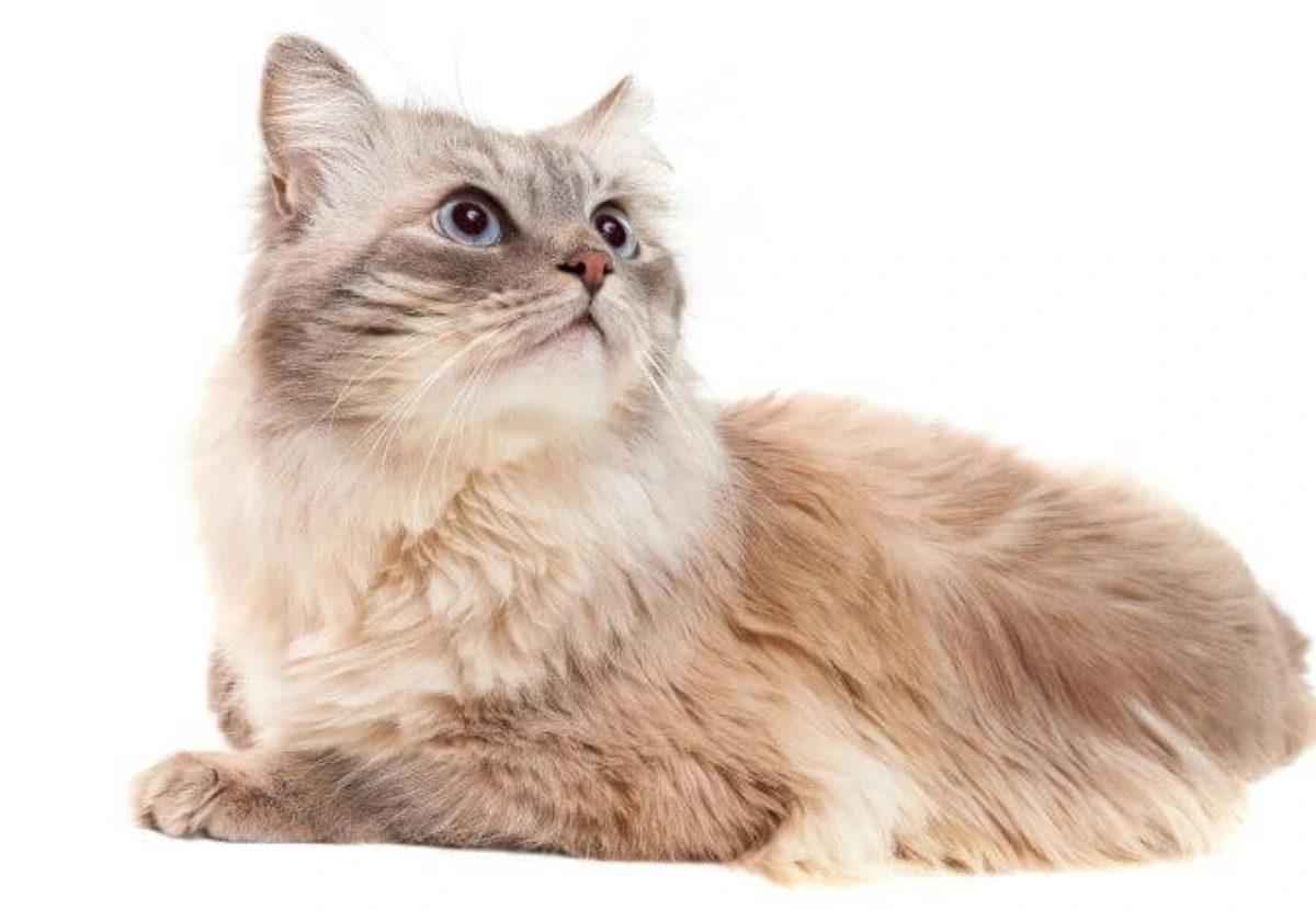 Asian Longhair cat