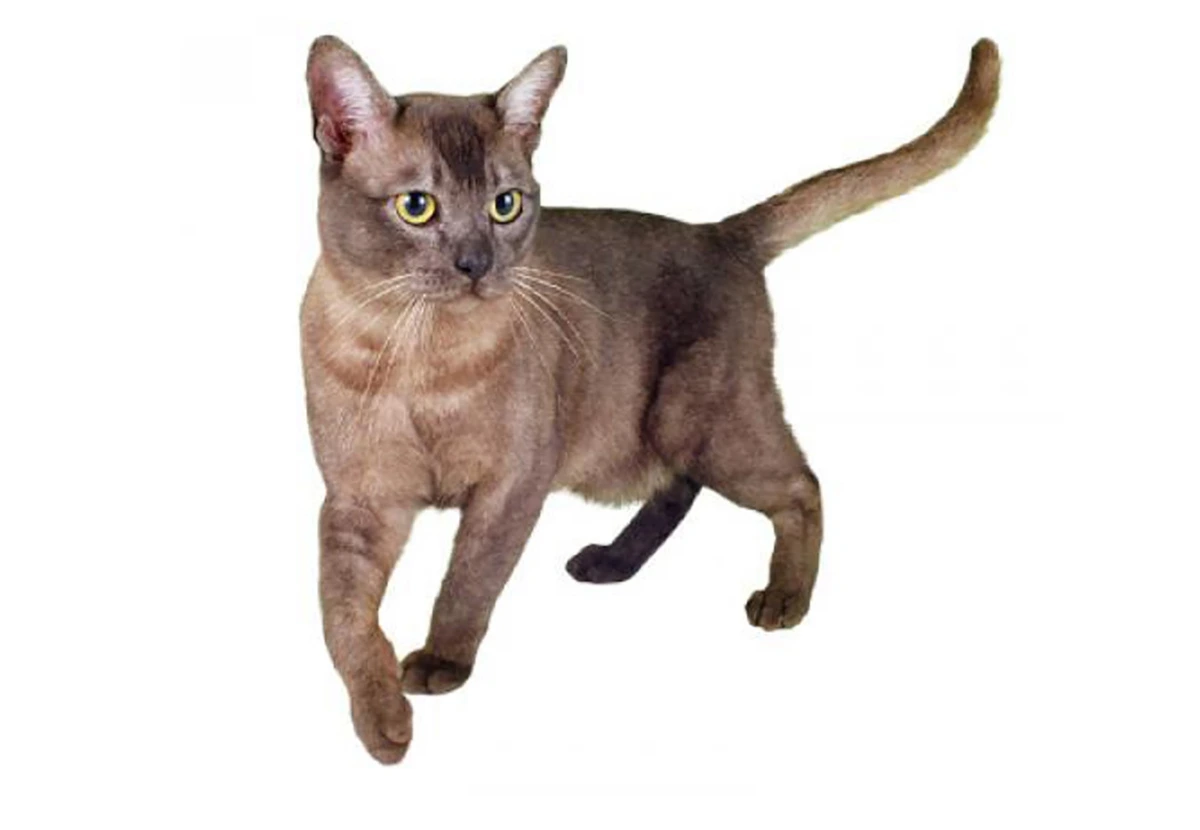 Asian cat