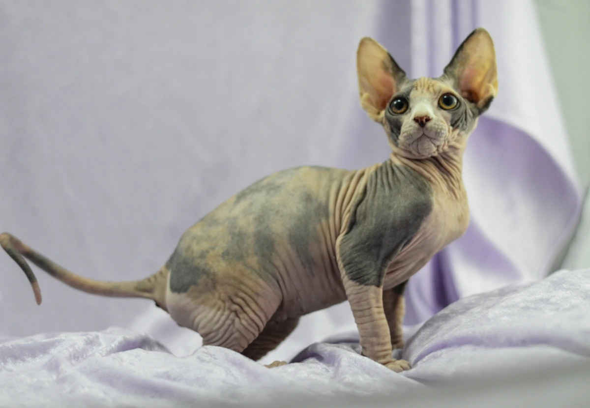 Aztec cat