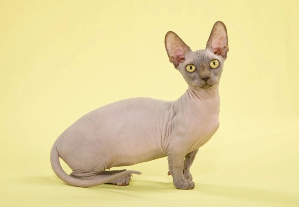 Bambino cat