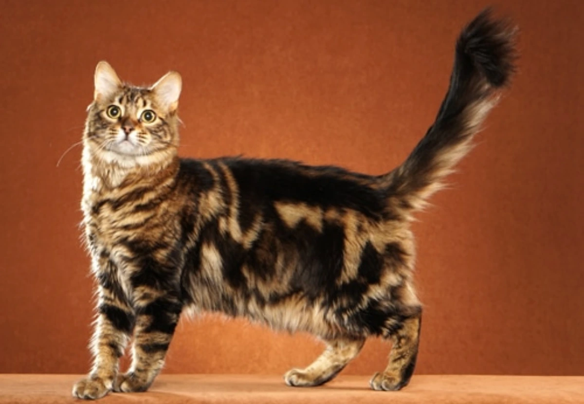 Bengal Longhair cat