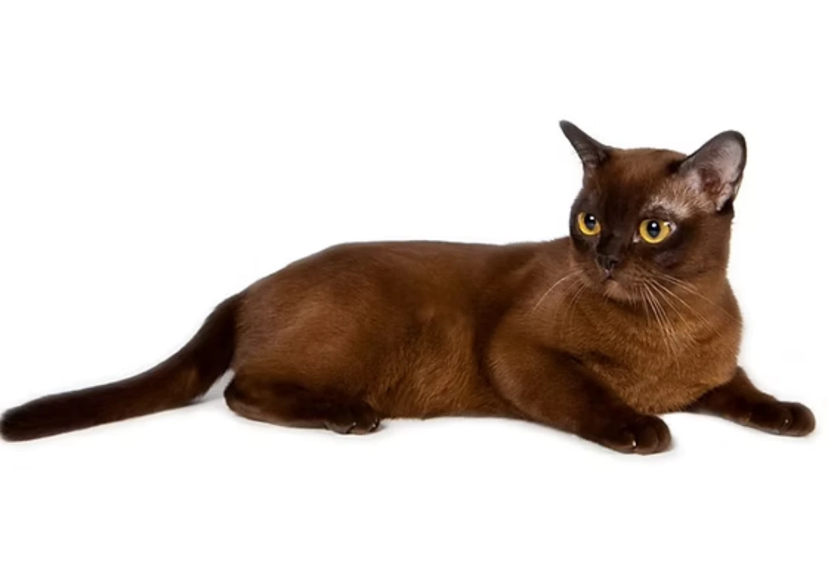 Burmese (American) cat