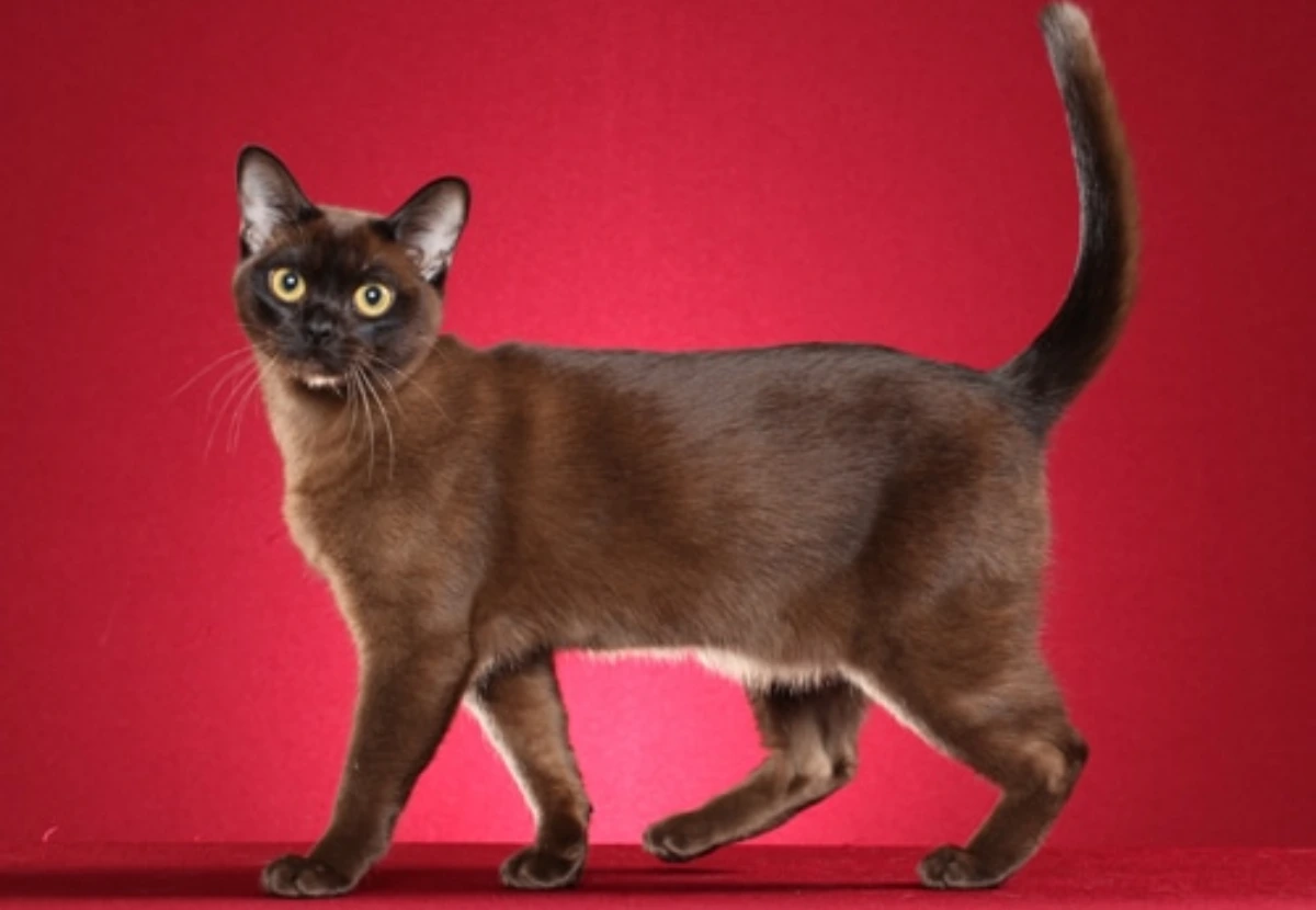 Burmese cat