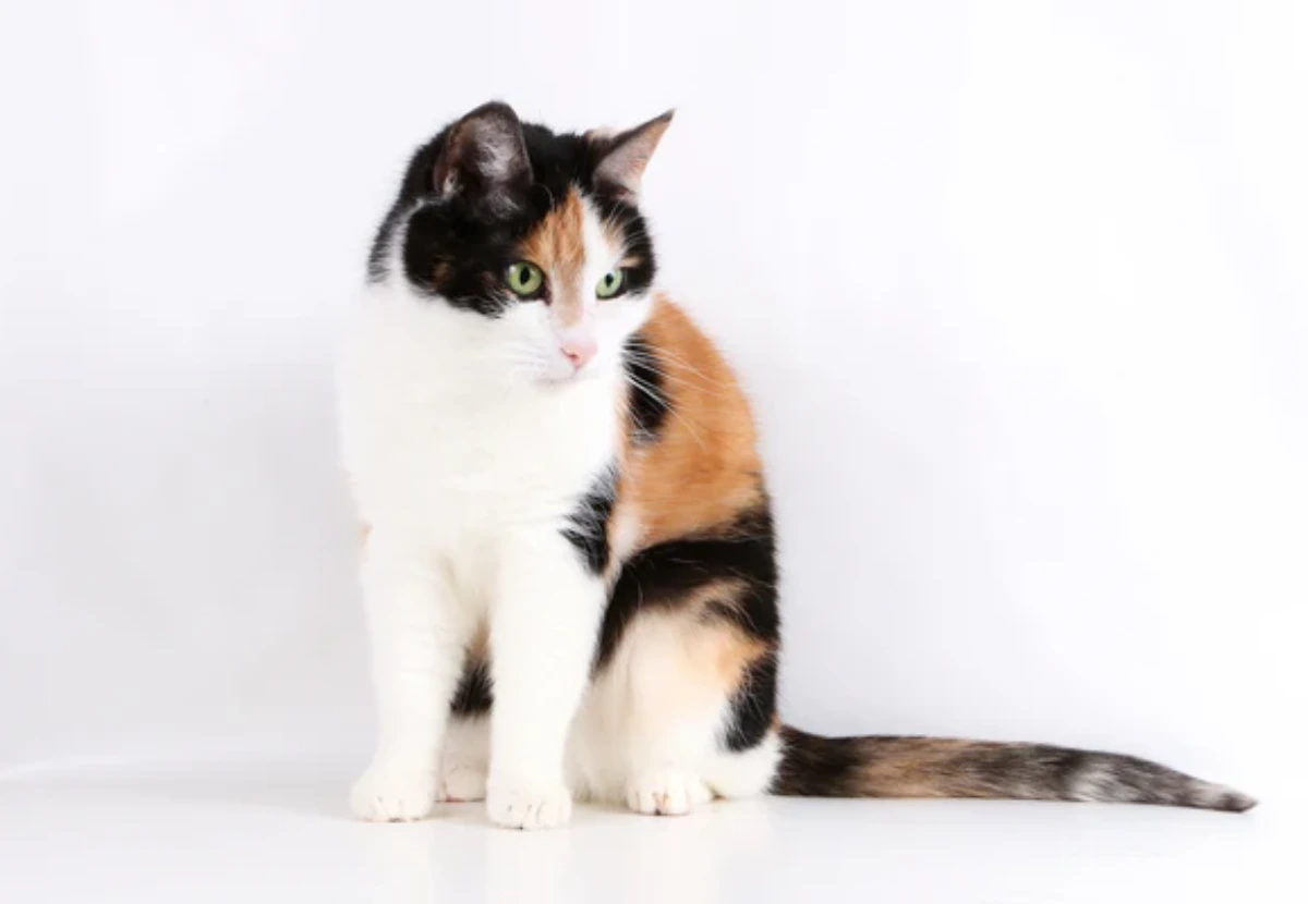 Calico / Tortoiseshell cat