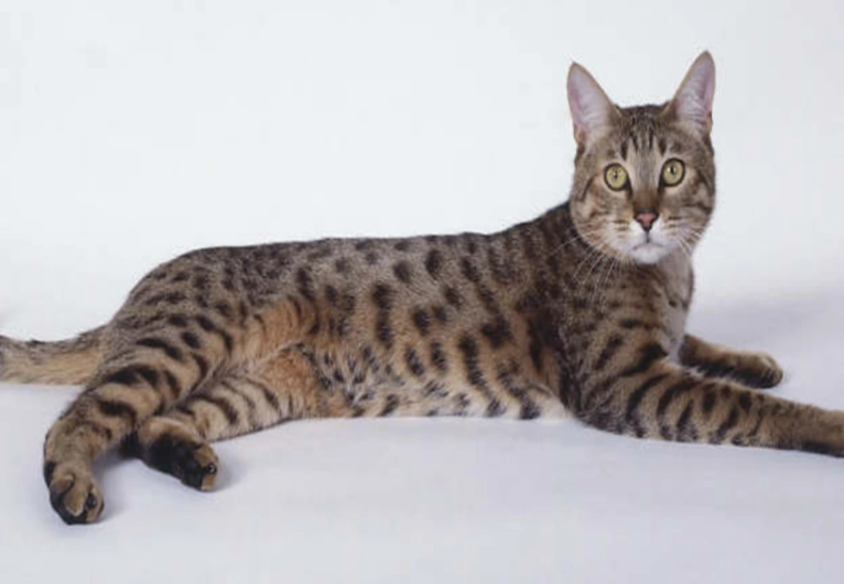 California Spangled cat