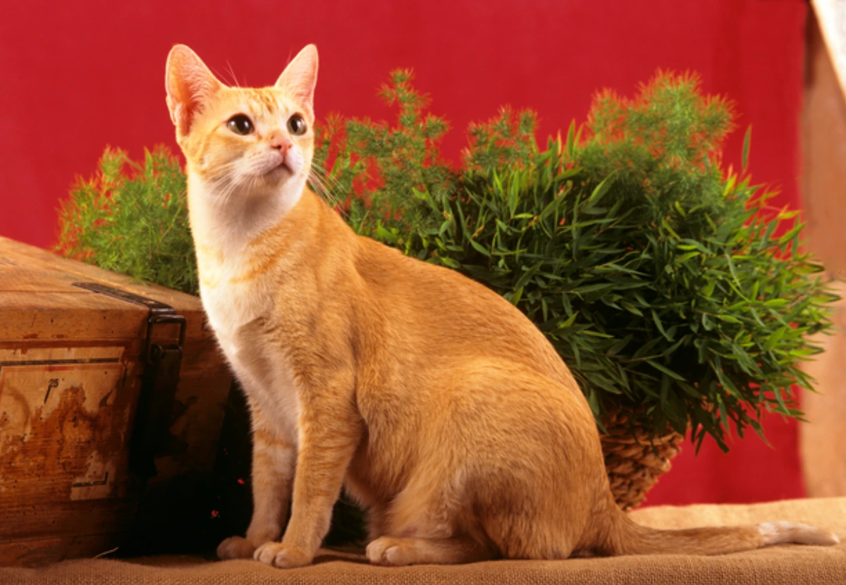 Ceylon cat