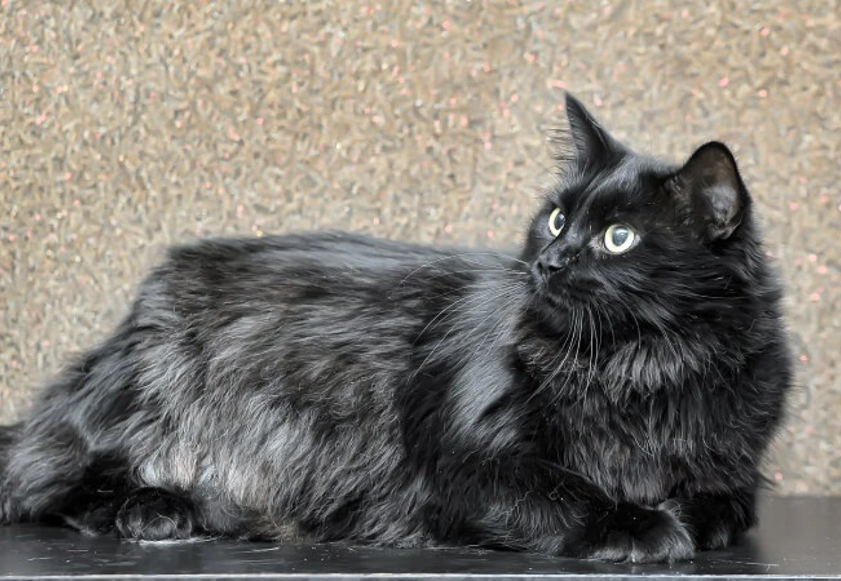 Chantilly-Tiffany cat