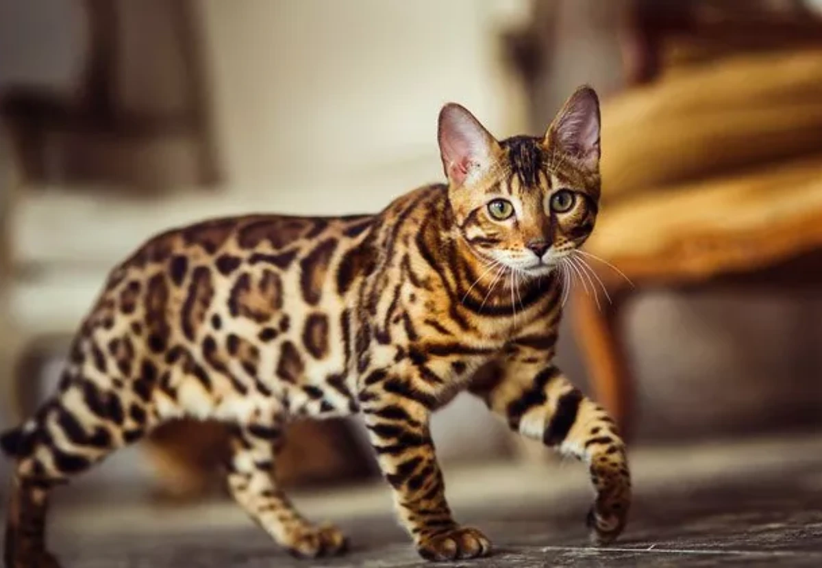 Cheetoh cat