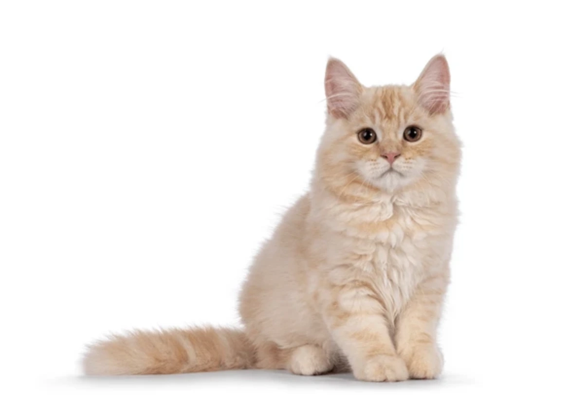 Cymric Tailed cat