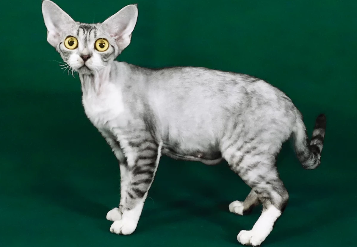 Devon Rex cat