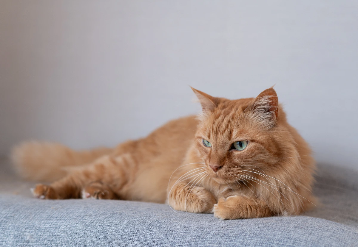 Domestic Longhair cat