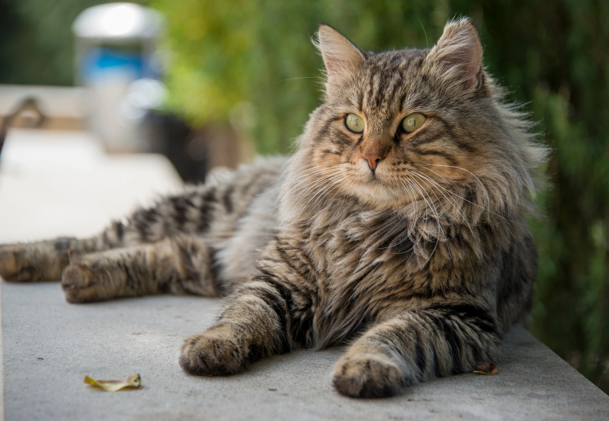 Domestic Medium Hair cat