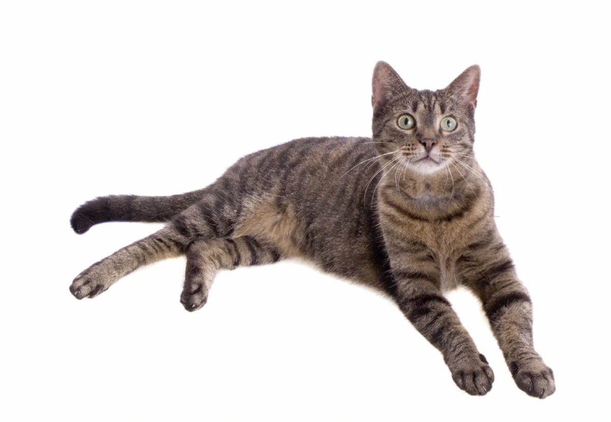 Dragon Li cat