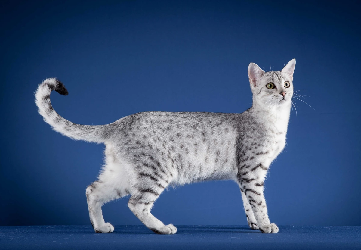 Egyptian Mau cat