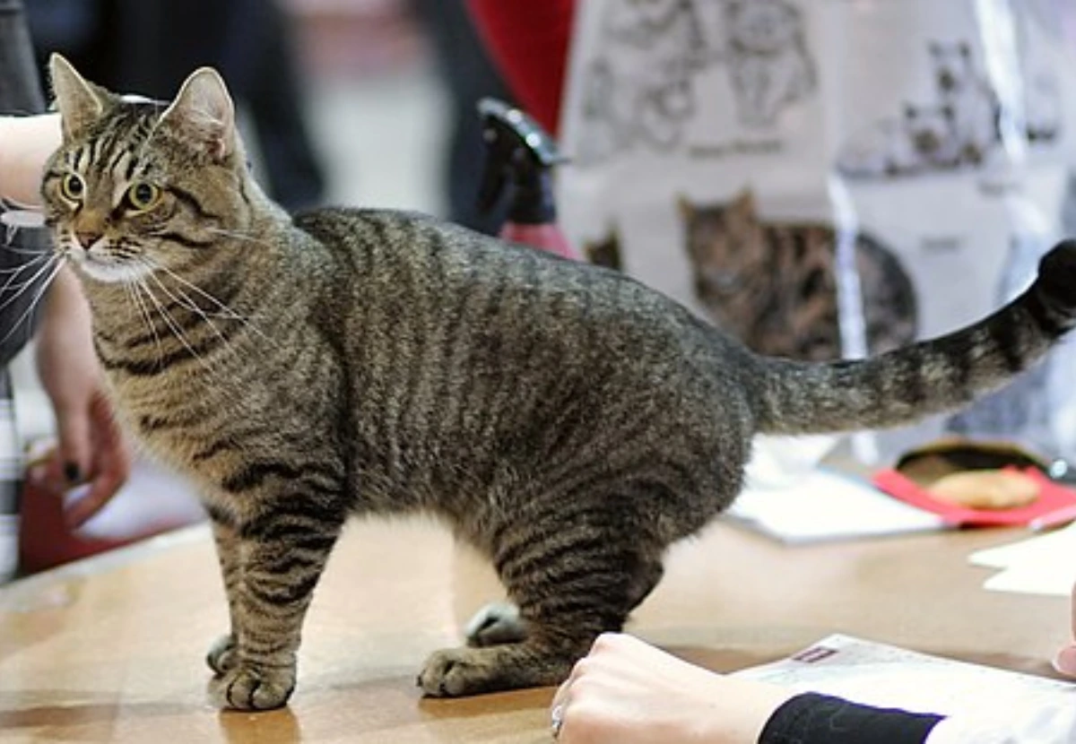 European Shorthair cat