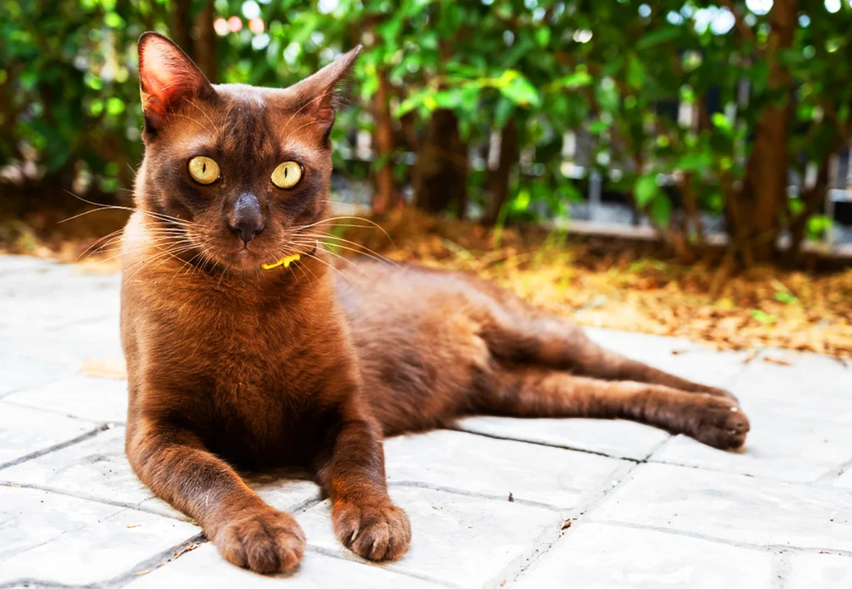 Havana cat