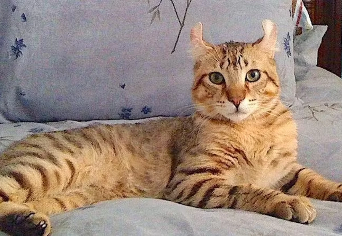 Highlander cat
