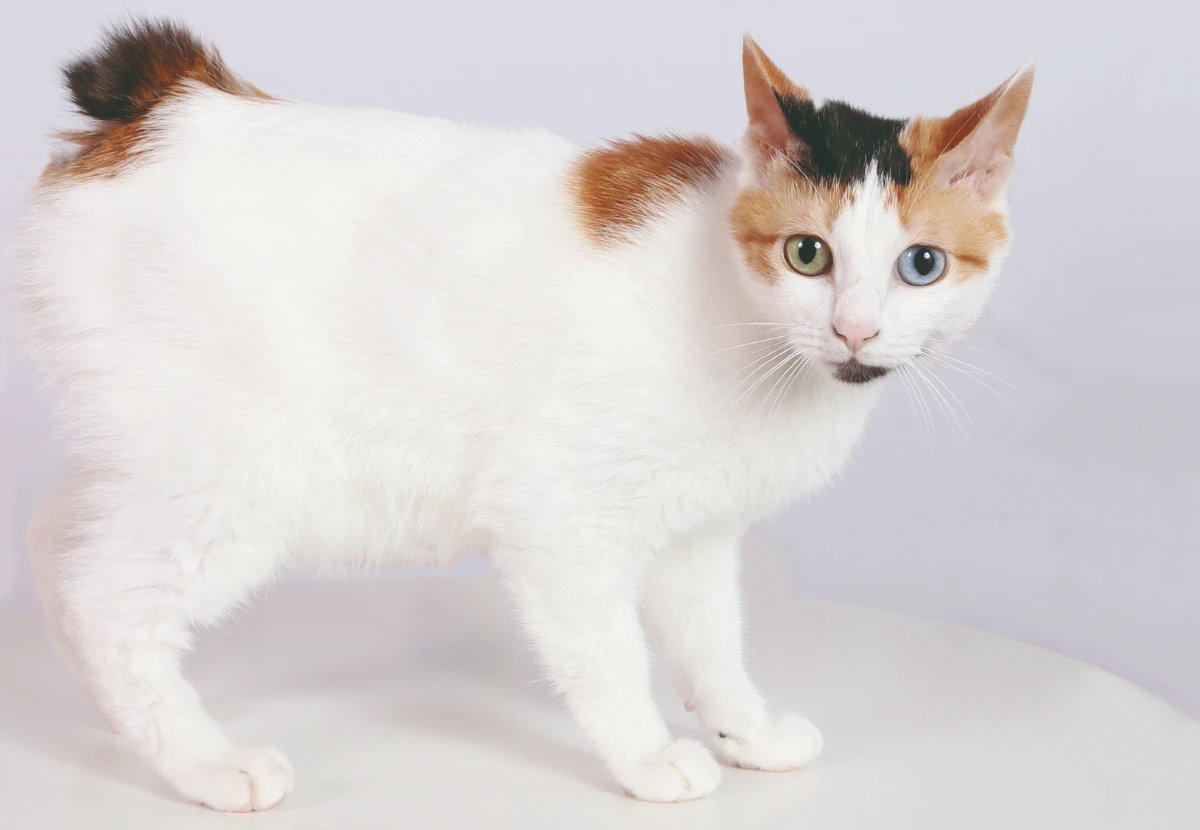 Japanese Bobtail cat