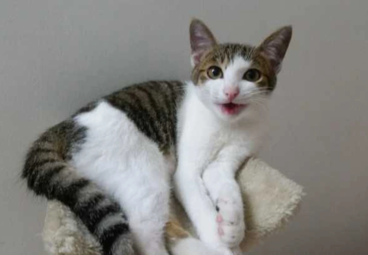 Jianzhou Cat cat