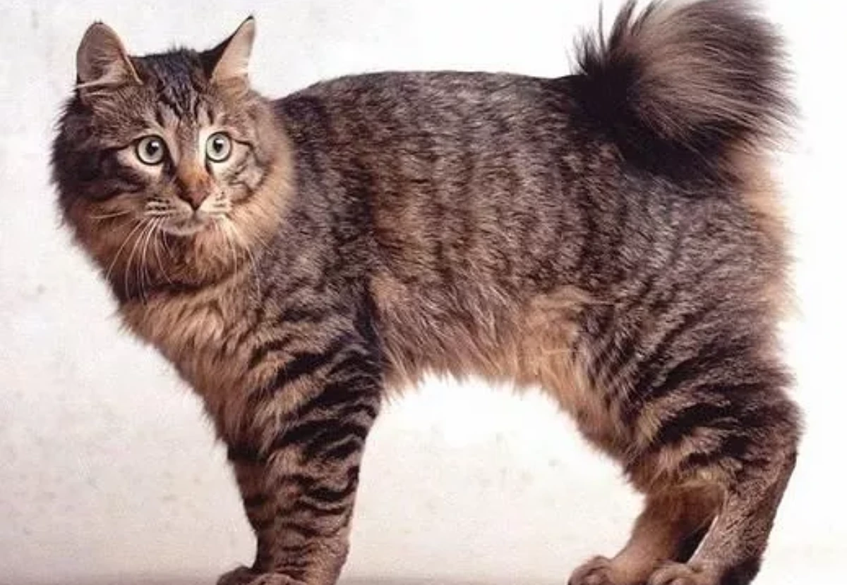 Karelian Bobtail cat
