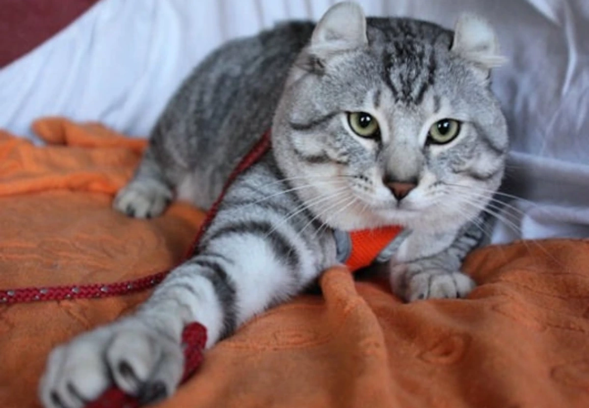 Keetso cat