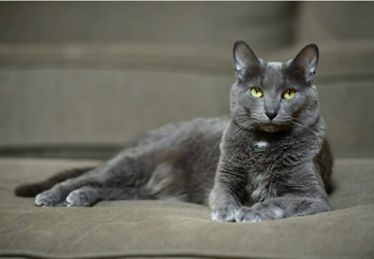 Korat cat