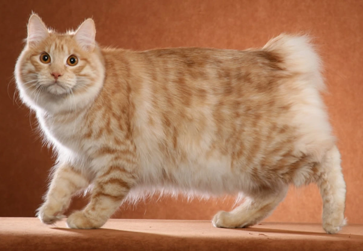 Kurilian Bobtail Longhair cat