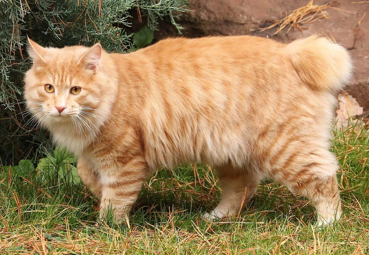 Kurilian Bobtail cat