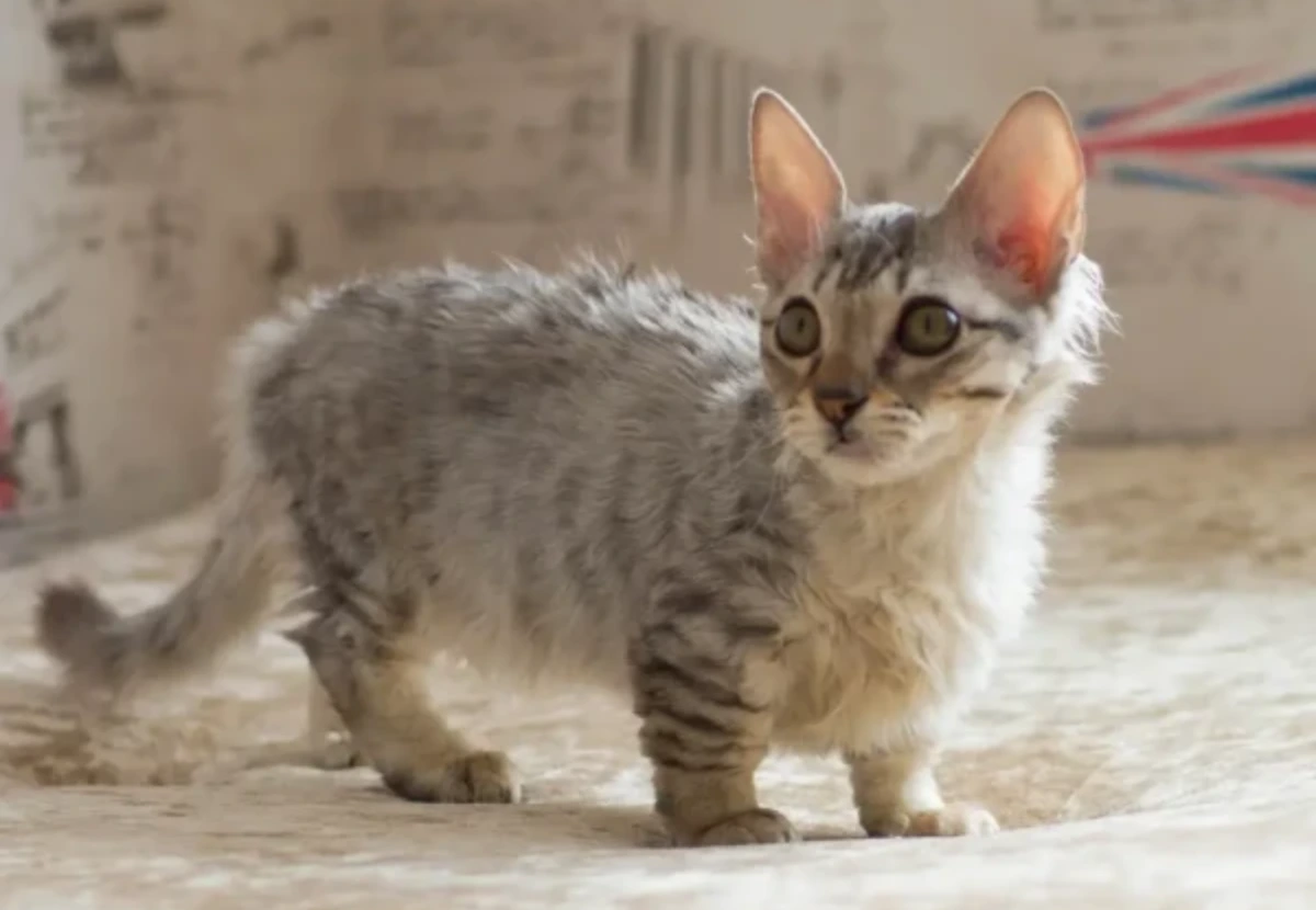 Lambkin cat