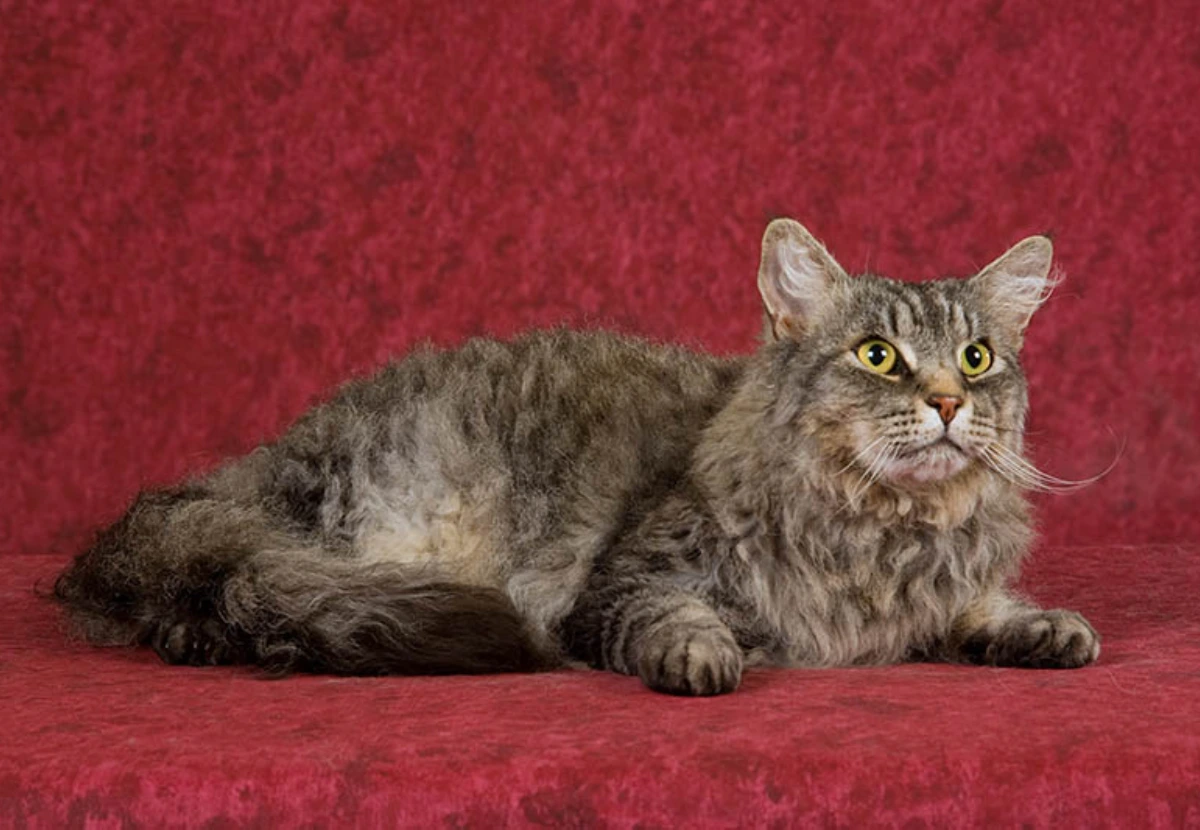 LaPerm Longhair cat