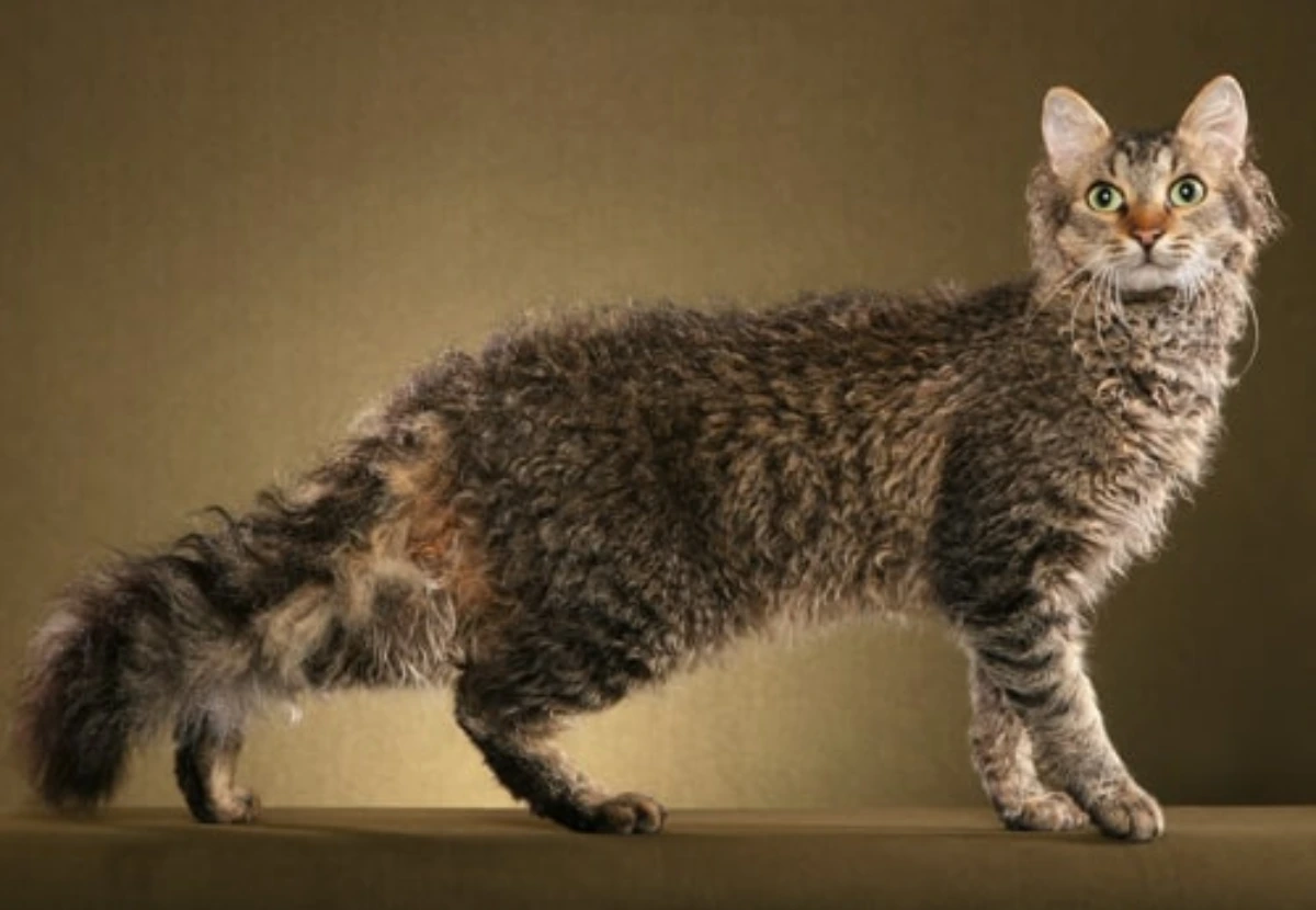LaPerm Shorthair cat