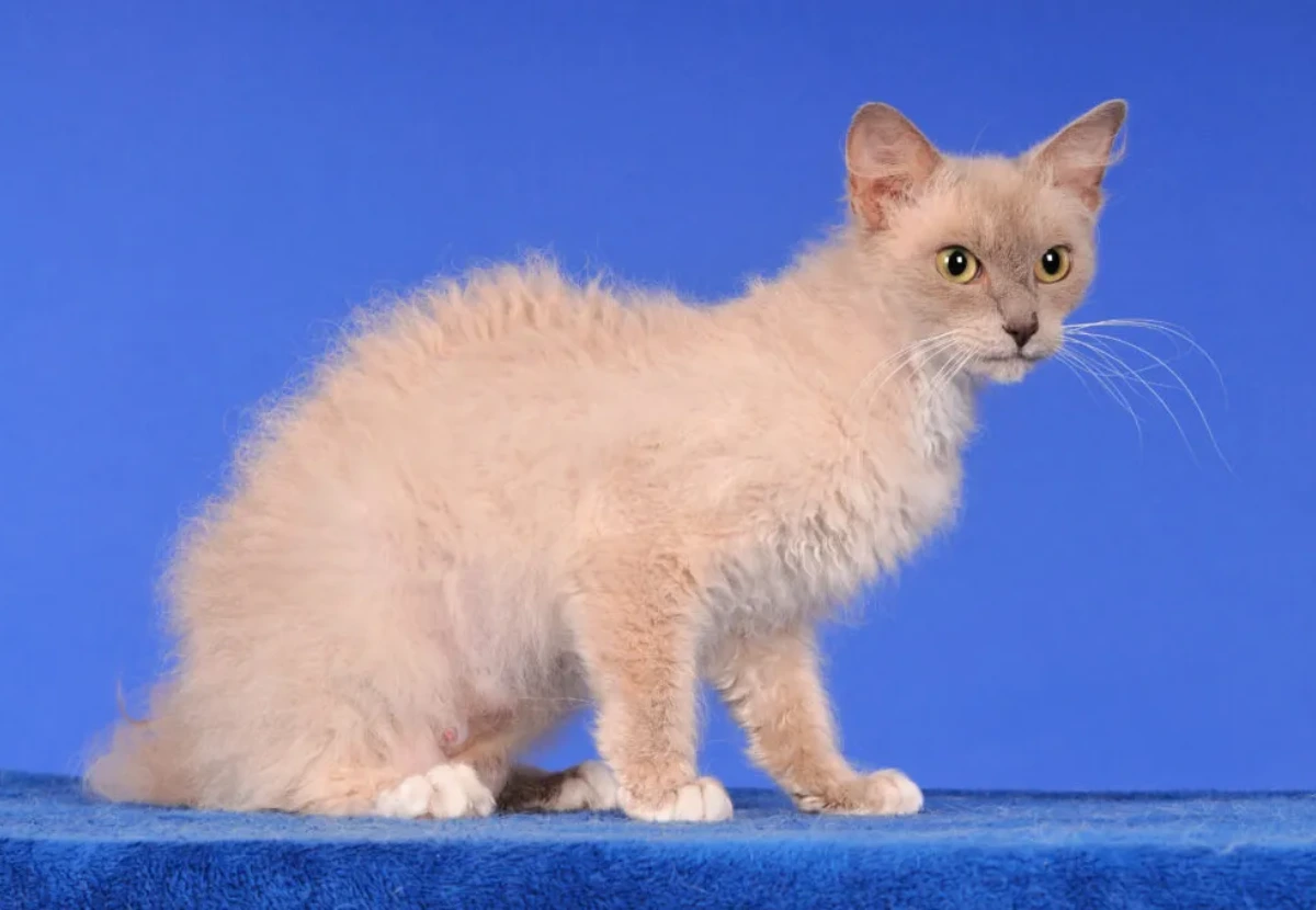 LaPerm cat