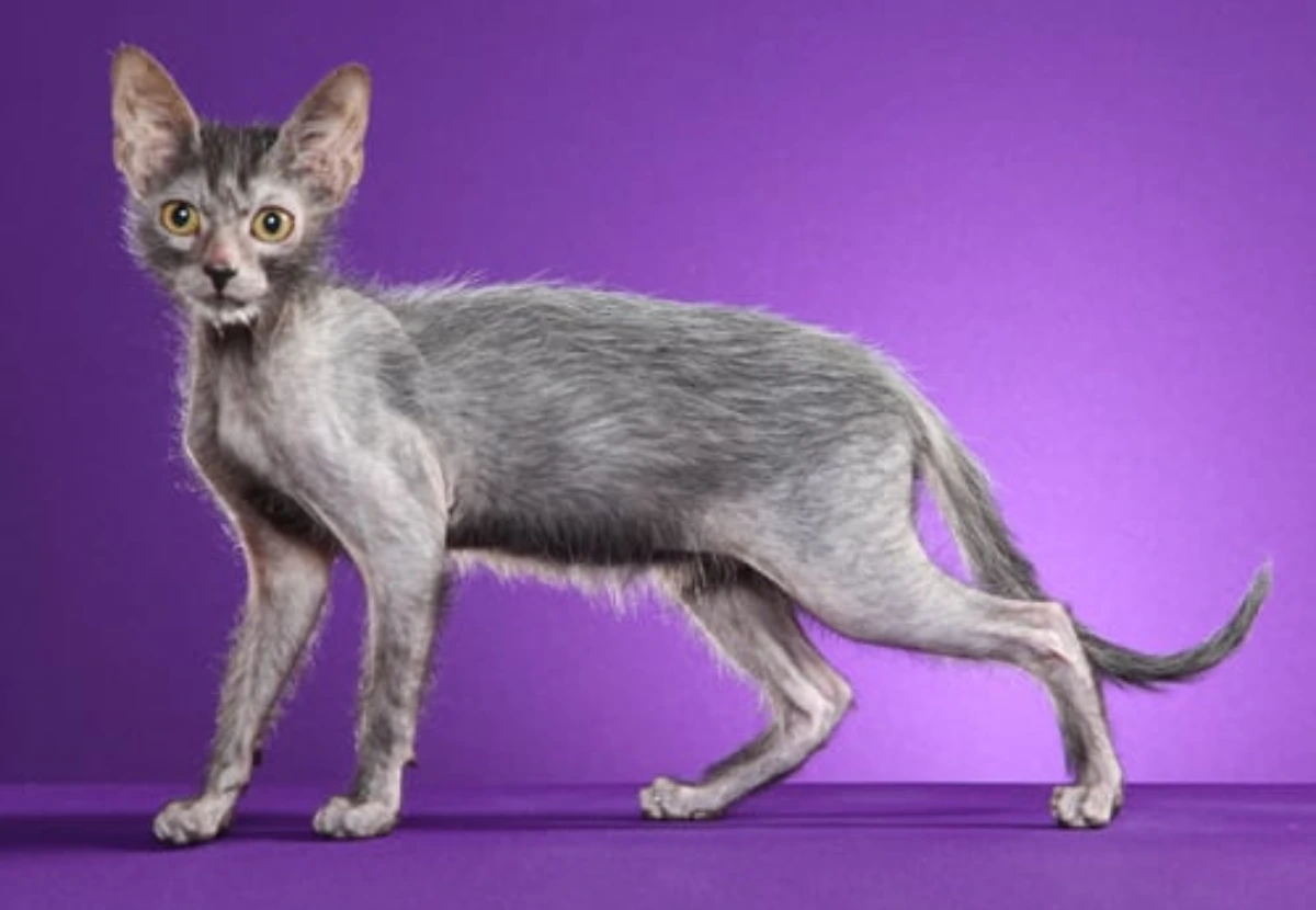 Lykoi cat