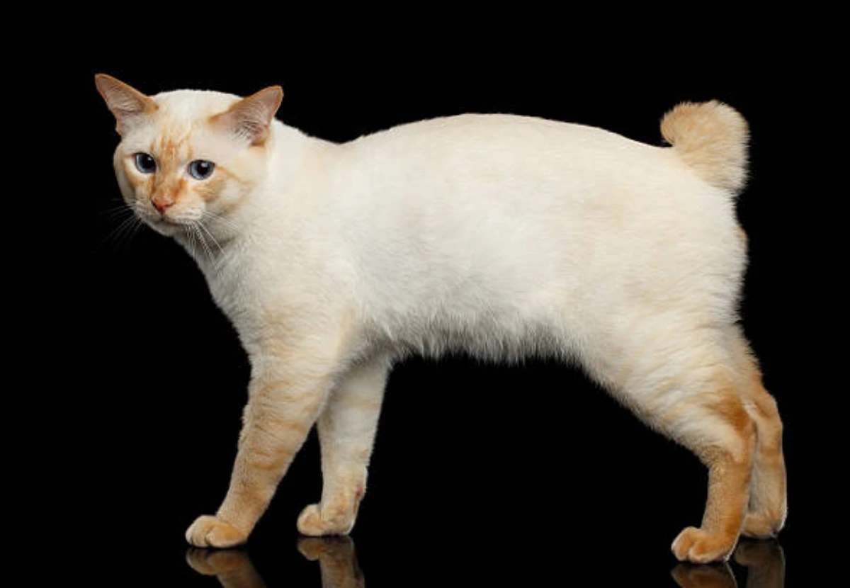 Mekong Bobtail cat