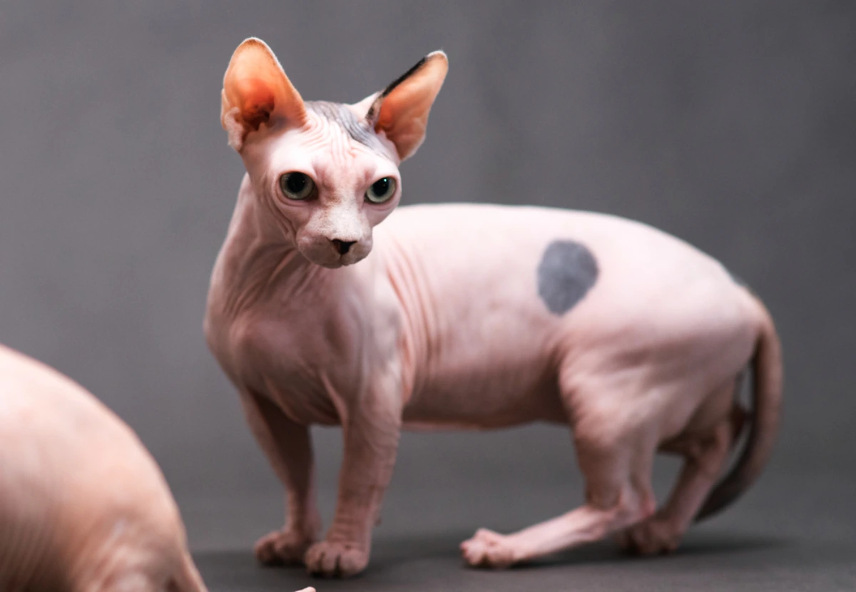 Minskin cat