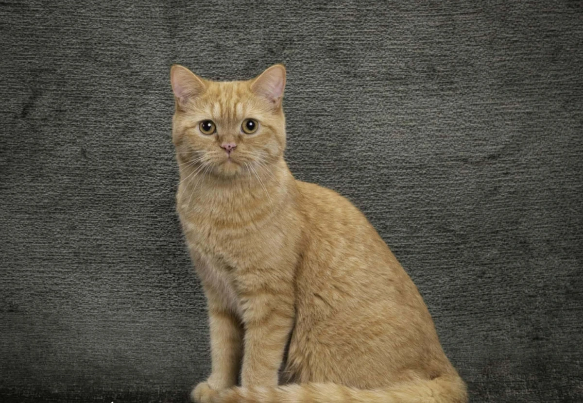 Minuet Talls Longhair cat