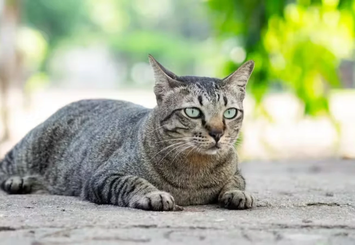 Mixed Breed / Moggy cat