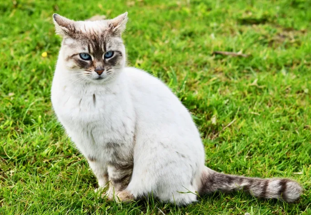 Ojos Azules cat