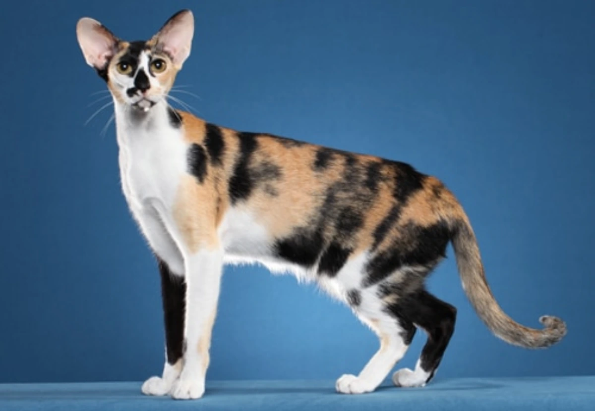 Oriental Shorthair cat