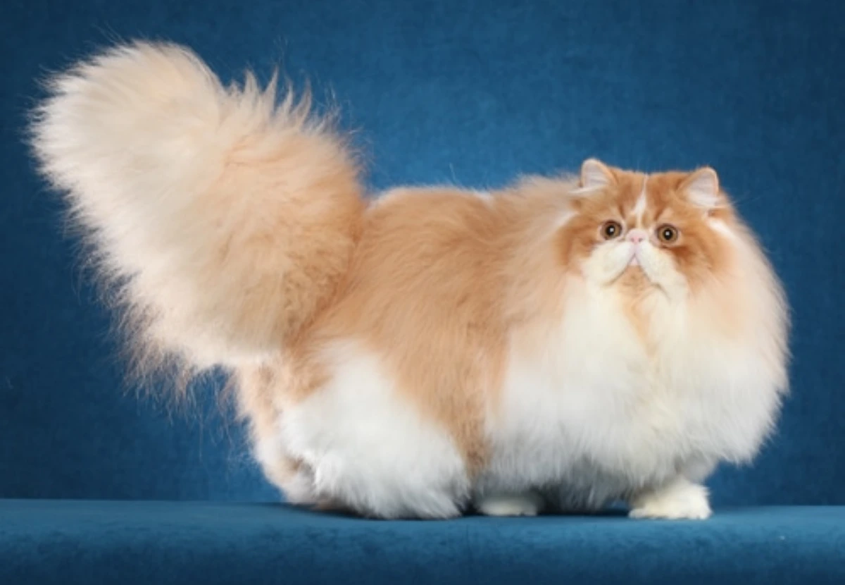 Persian cat