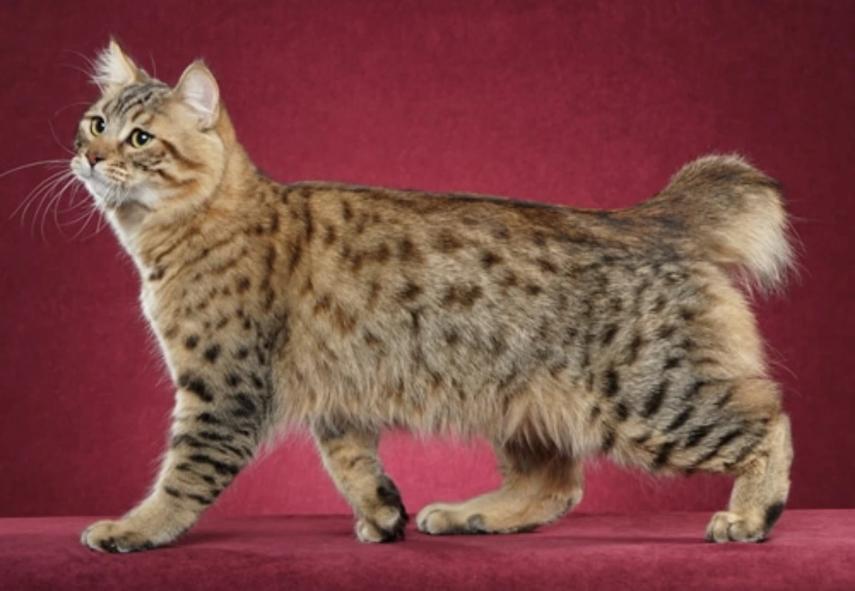 Pixiebob Longhair cat