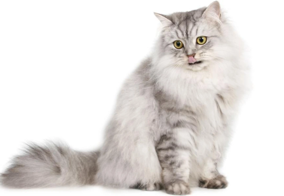 Ragamuffin cat